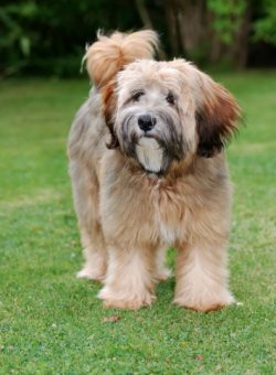 Once the Tibetan Terrier grows out of puppyhood, you can cut it more radically, especially in ea ...