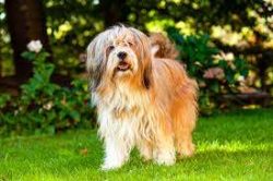 Over time, the Tibetan Terrier will take on a recognizable shape. 