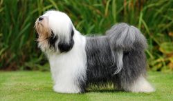 One walk a day will not be enough for this breed. 