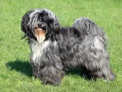 bear in mind that Tibetan Terriers are very curious, they love to explore the world around them  ...