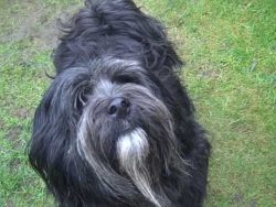 Tibetan Terriers are very intelligent and, moreover, sensitive, which sometimes comes to stubbor ...