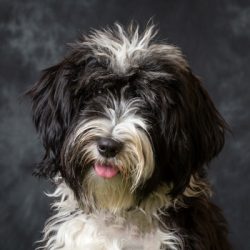 With proper training, surrounded by love and attention, these dogs quickly become good companions. 