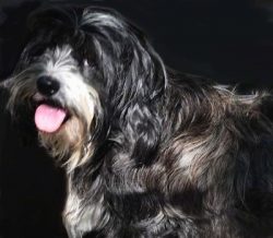 In addition, they are very loyal and have good guarding instincts: they are attentive and agile, ...