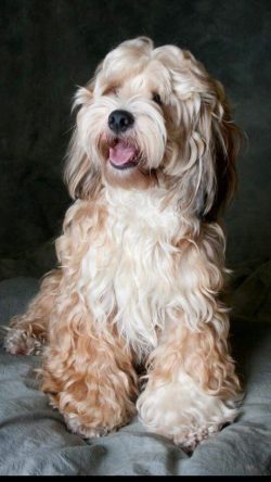 The Tibetan Terrier needs a sensitive, attentive, loving, and at the same time confident owner. 