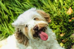 The Tibetan Terrier has a long coat that can be cleaned with a soft brush once a week when a puppy. 