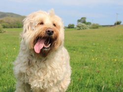 Despite the name, it has nothing to do with the group of terriers and was named so by Europeans  ...