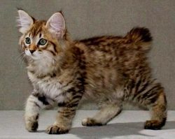 The American Bobtail easily finds a common language with everyone and is happy to be friends wit ...