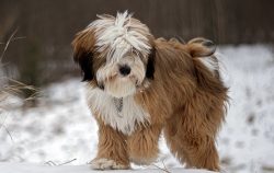 These are great dogs, but it is better to keep them in a house where the children have reached a ...