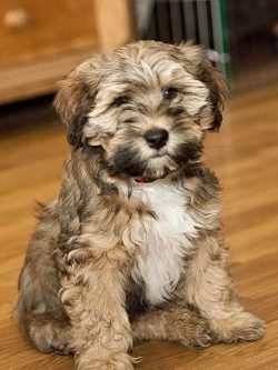 Tibetan Terriers can be good sentries, warning of the approach of strangers. 