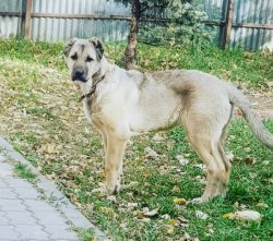 The name of the breed “Gampr” is translated from the Armenian language as “str ...