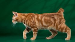 Despite the calmest temperament and craving for silence. Loneliness is hard for American Bobtail.