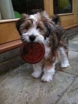 They are extremely attached to the family and cannot stand separation, loneliness, and lack of a ...
