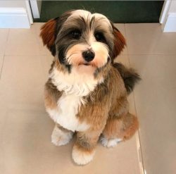 Barking is a favorite pastime of the Tibetan Terrier. He barks when someone approaches the door, ...