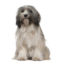 Recent DNA studies of Tibetan Terriers have concluded that these dogs are descended from ancient ...
