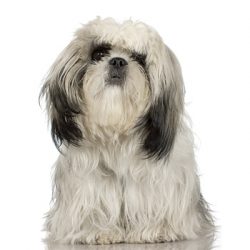 Due to the geographic and political isolation of Tibet, they remained purebred for hundreds and  ...