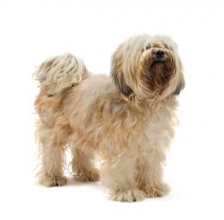 It was believed that the Tibetan Terrier brings good luck to its owner and if it is sold, then g ...