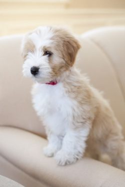 An Englishwoman named Craig brought Tibetan Terriers to Europe in 1922. In addition to them, she ...