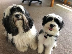 Today, Tibetan Terriers do not lead the list of popular breeds, but they do not occupy the last  ...