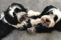Despite the fact that they are successful in agility and obedience, they can be herding dogs, th ...