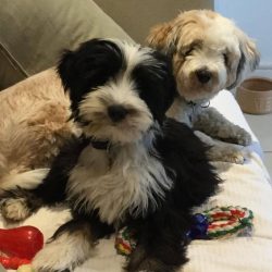 Tibetan Terrier is a medium-sized, square type dog. 