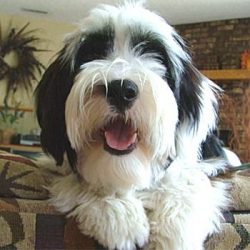 The Tibetan Terrier is an adorable and cheerful dog, with a lively gait, but a determined expres ...