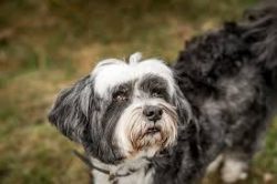 A feature of the breed is the shape of the paws. Tibetan Terriers have large paw pads, wide and  ...
