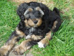 The color of the Tibetan Terrier can be anything except liver and chocolate. 