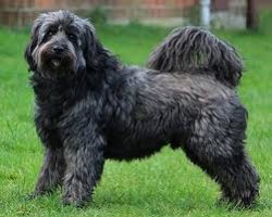 Since the Tibetan Terrier has nothing to do with real terriers, then his character is significan ...