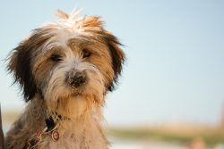 Lively and active, like terriers, they are much more friendly and gentle. 