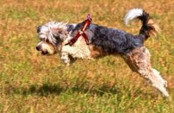 Although they were once used as herding dogs, today they are companion dogs, most fortunate when ...