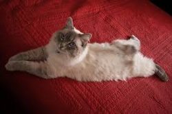 The American Bobtail is an affectionate and loyal pet who is always ready to brighten up any (ev ...