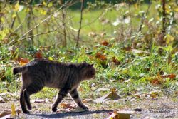 American Bobtail care is standard. It is enough to brush the coat once a week. Eyes, ears are cl ...