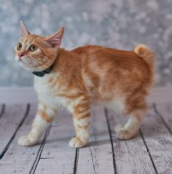 A balanced diet and diet are essential. American Bobtails cannot be overfed: by their constituti ...