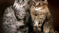 The homeland of cats with short tails in the USA. The breed received official recognition in 1989.