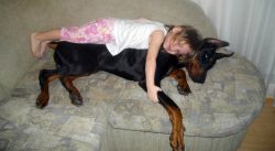 It’s hard to find a more versatile dog than the Doberman. This is both a protector, and a  ...