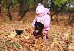 These animals are confidently included in the top lists of the most popular breeds in many count ...