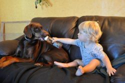The Doberman is endlessly loyal to his master and his family, he is quite friendly towards famil ...