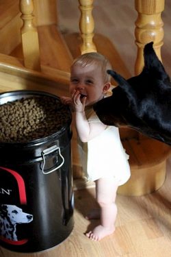 Dogs of this breed need constant physical activity. 