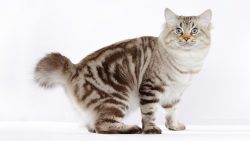The history of the American Bobtail breed is simple and transparent, there are no white spots an ...