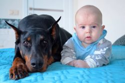 The Doberman can do anything – if this is an exaggeration, then it is very insignificant. 