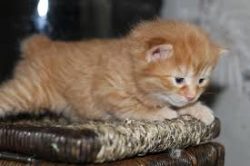 The short tail of the American Bobtail is not a defect or disease, but a gene mutation. This doe ...