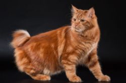 The neck of the American Bobtail is muscular and of medium length. The back is straight, the sho ...