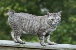 The legs of the American Bobtail are strong, muscular, the hind legs are longer than the front.  ...