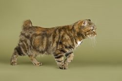 The head of the American Bobtail is square, wide, with a prominent frontal lobe. The nose is med ...