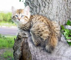 The ears of the American Bobtail are medium in size, set wide and slightly rounded at the tips.  ...