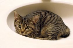 American Bobtails are divided into two types according to the length of the coat – there a ...
