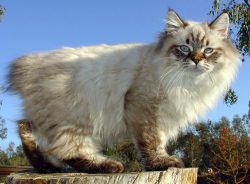 The American Bobtail will be a wonderful friend for all family members, including other animals.