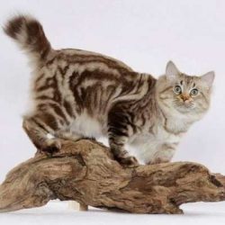 American Bobtails are good-natured, smart, quick-witted. The attention of the owner is preferred ...