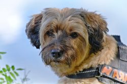 Being with family is very important for the Tibetan Terrier and he wants to take part in all her ...