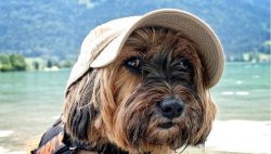 Trying to be useful, he plays the role of a watchman and not a single strange person will pass b ...